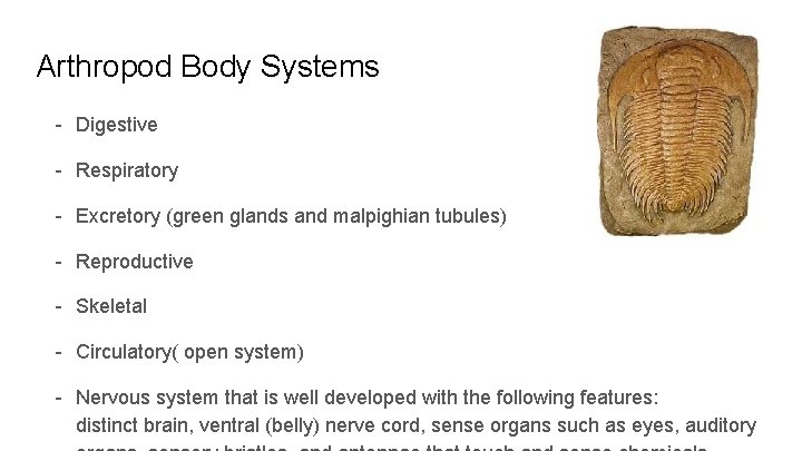 Arthropod Body Systems - Digestive - Respiratory - Excretory (green glands and malpighian tubules)