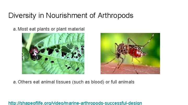 Diversity in Nourishment of Arthropods a. Most eat plants or plant material a. Others