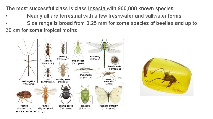 The most successful class is class Insecta with 900, 000 known species. • Nearly