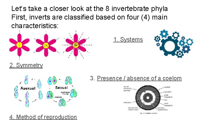 Let’s take a closer look at the 8 invertebrate phyla First, inverts are classified