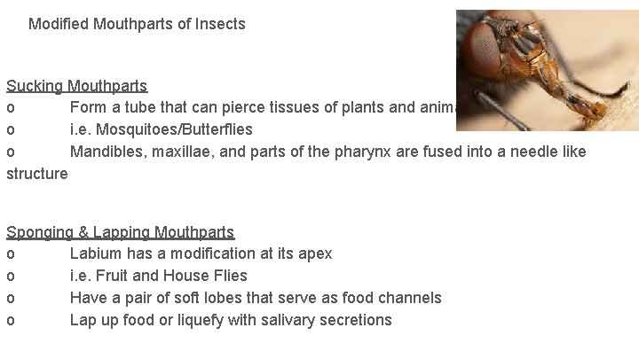 Modified Mouthparts of Insects Sucking Mouthparts o Form a tube that can pierce tissues