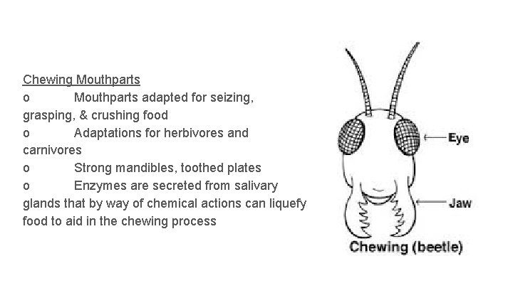 Chewing Mouthparts o Mouthparts adapted for seizing, grasping, & crushing food o Adaptations for