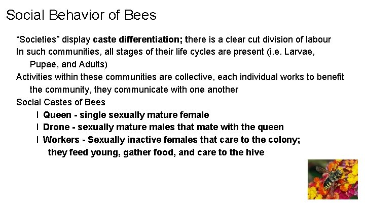 Social Behavior of Bees “Societies” display caste differentiation; there is a clear cut division