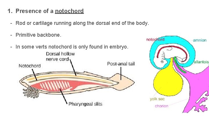 1. Presence of a notochord - Rod or cartilage running along the dorsal end