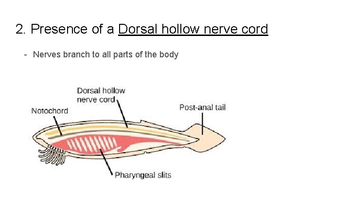 2. Presence of a Dorsal hollow nerve cord - Nerves branch to all parts
