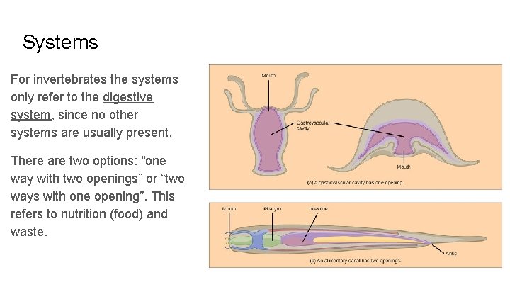 Systems For invertebrates the systems only refer to the digestive system, since no other