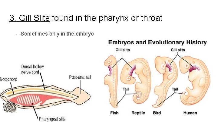 3. Gill Slits found in the pharynx or throat - Sometimes only in the