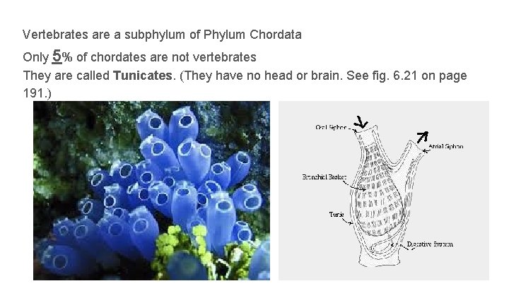 Vertebrates are a subphylum of Phylum Chordata Only 5% of chordates are not vertebrates