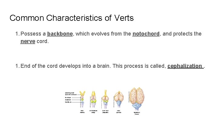 Common Characteristics of Verts 1. Possess a backbone, which evolves from the notochord, and