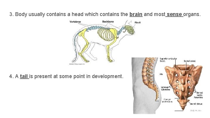 3. Body usually contains a head which contains the brain and most sense organs.