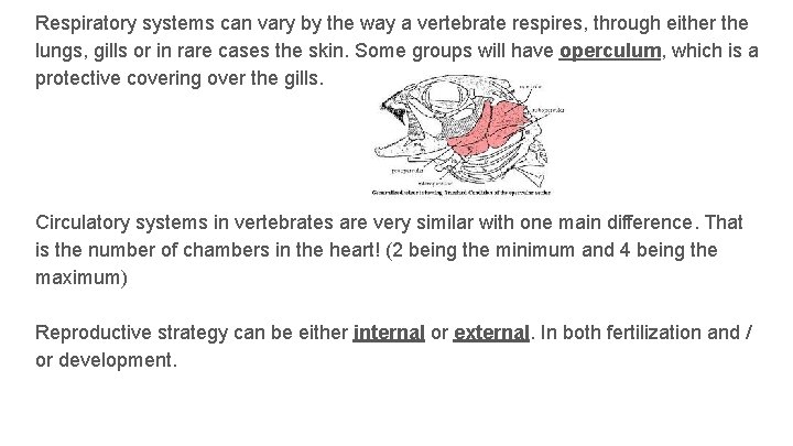 Respiratory systems can vary by the way a vertebrate respires, through either the lungs,