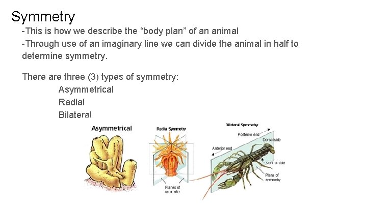 Symmetry -This is how we describe the “body plan” of an animal -Through use