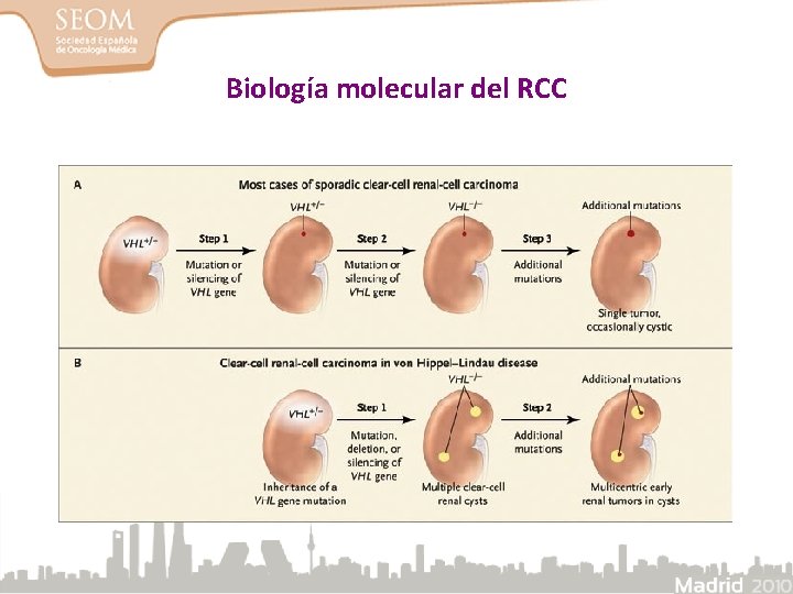 Biología molecular del RCC 