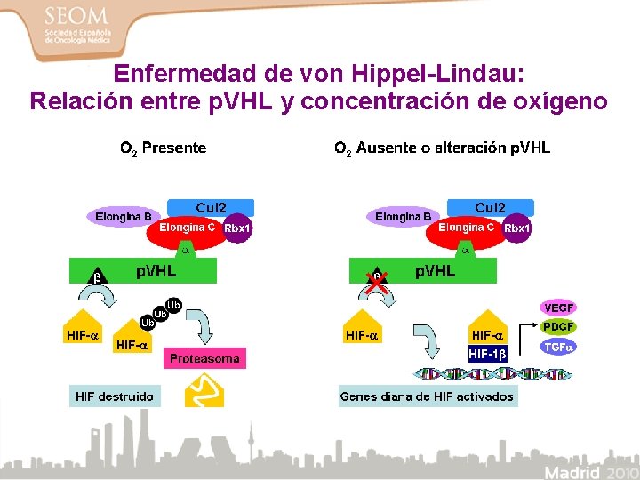 Enfermedad de von Hippel-Lindau: Relación entre p. VHL y concentración de oxígeno 