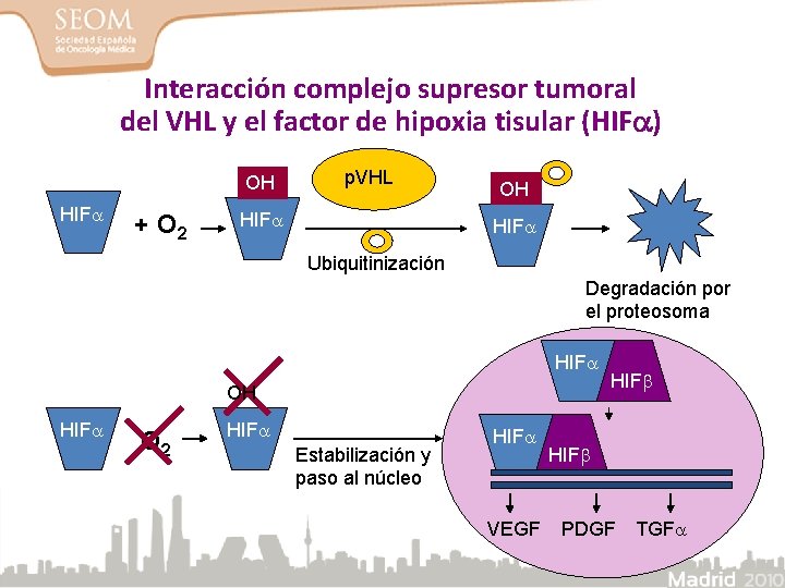 Interacción complejo supresor tumoral del VHL y el factor de hipoxia tisular (HIF )