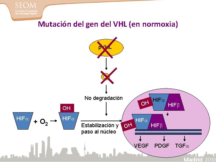 Mutación del gen del VHL (en normoxia) p. VHL No degradación OH OH HIF