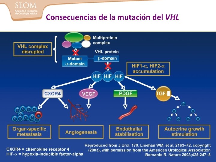 Consecuencias de la mutación del VHL 