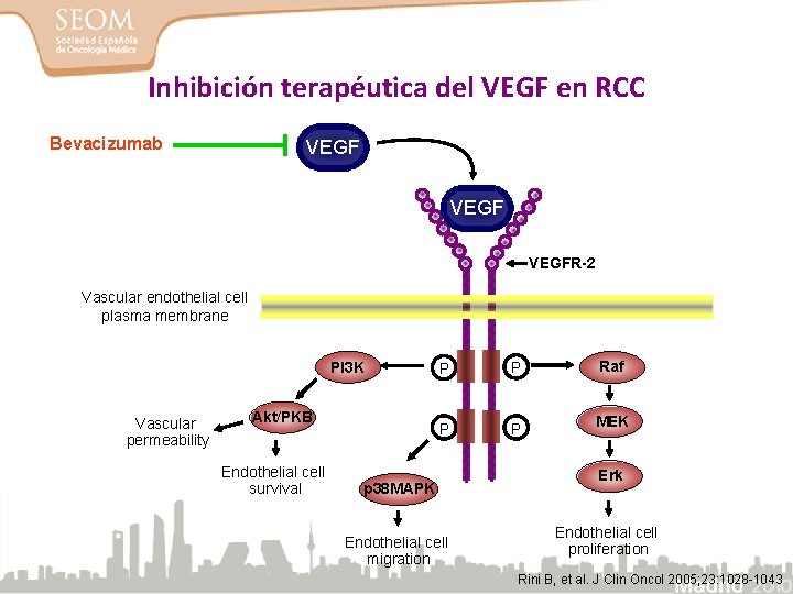 Inhibición terapéutica del VEGF en RCC Bevacizumab VEGFR-2 Vascular endothelial cell plasma membrane PI