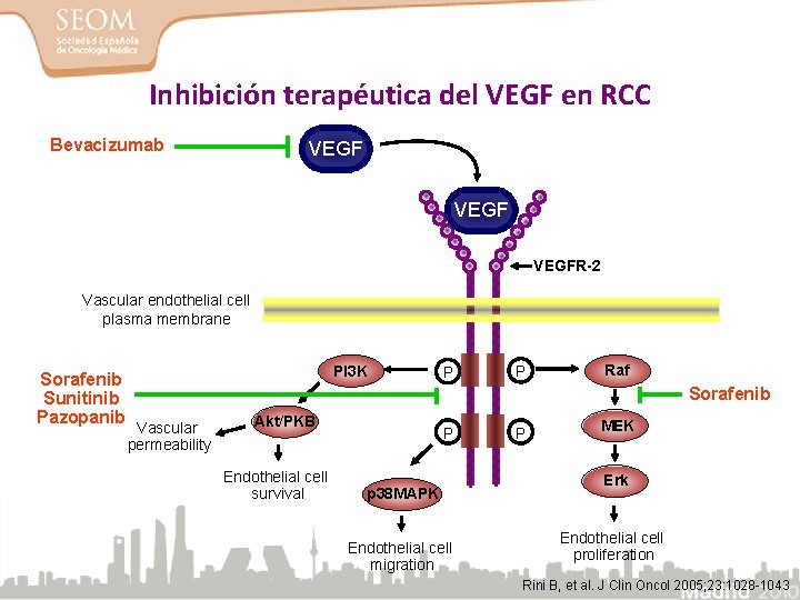 Inhibición terapéutica del VEGF en RCC Bevacizumab VEGFR-2 Vascular endothelial cell plasma membrane Sorafenib