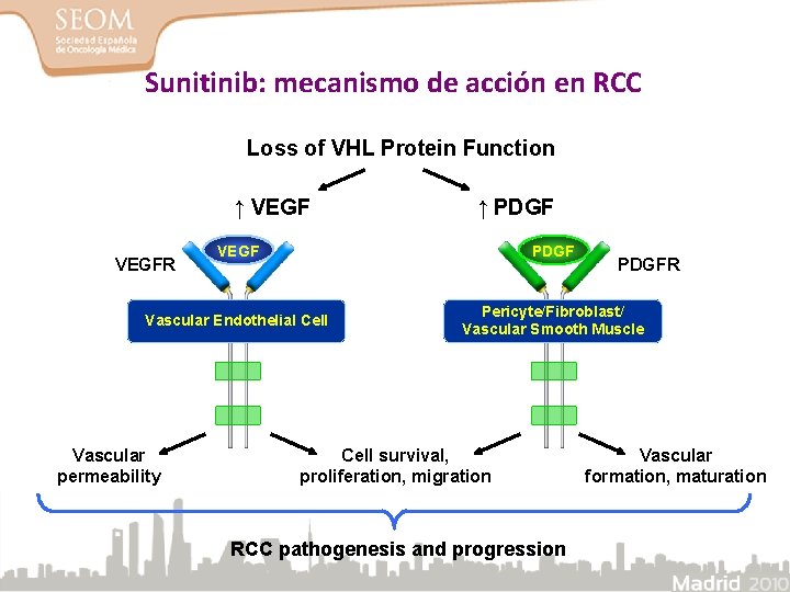 Sunitinib: mecanismo de acción en RCC Loss of VHL Protein Function ↑ VEGF ↑