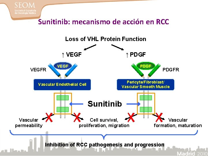 Sunitinib: mecanismo de acción en RCC Loss of VHL Protein Function ↑ VEGF ↑