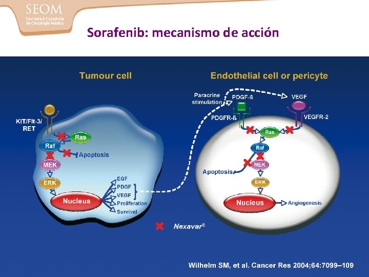 Sorafenib: mecanismo de acción 