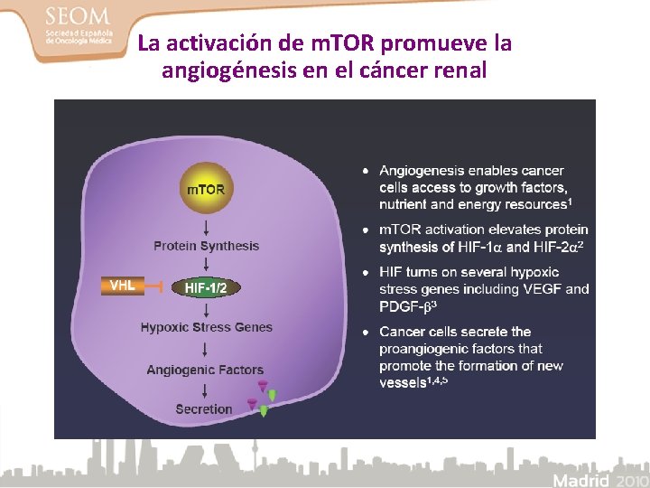 La activación de m. TOR promueve la angiogénesis en el cáncer renal 