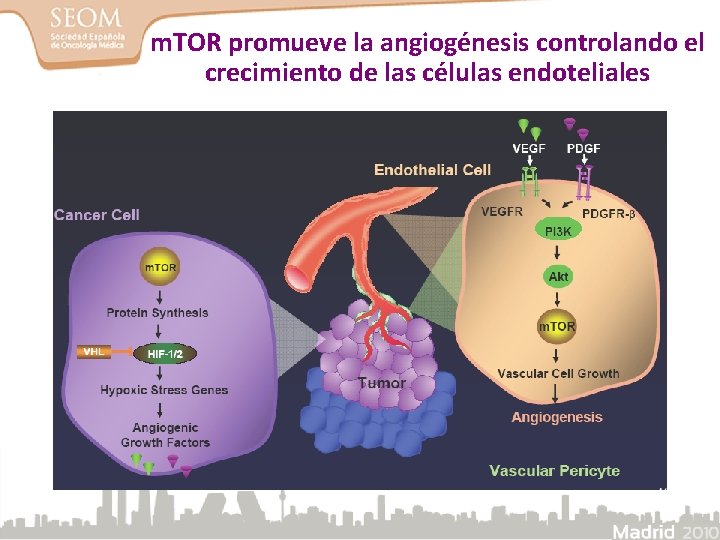 m. TOR promueve la angiogénesis controlando el crecimiento de las células endoteliales 