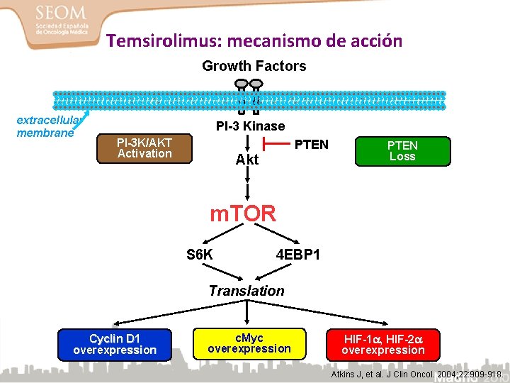 Temsirolimus: mecanismo de acción Growth Factors extracellular membrane PI-3 Kinase PI-3 K/AKT Activation PTEN