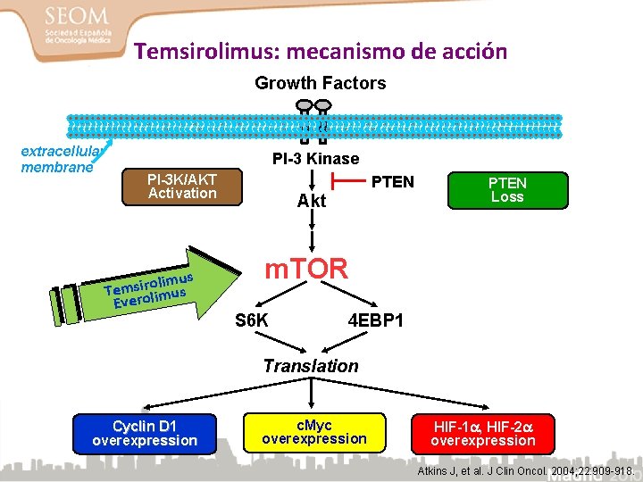 Temsirolimus: mecanismo de acción Growth Factors extracellular membrane PI-3 Kinase PI-3 K/AKT Activation limus