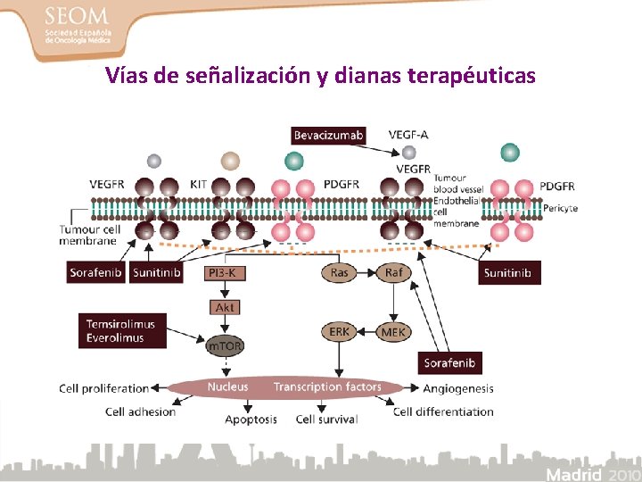 Vías de señalización y dianas terapéuticas 