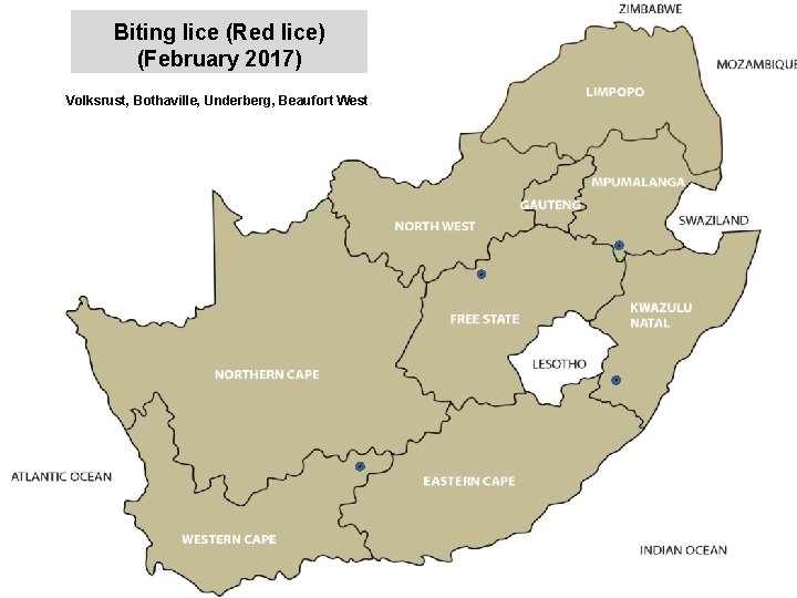 Biting lice (Red lice) (February 2017) jkccff Volksrust, Bothaville, Underberg, Beaufort West 