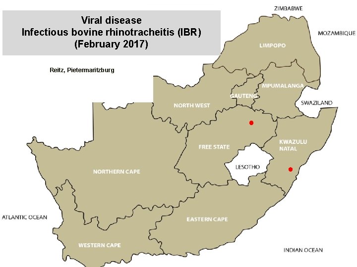 Viral disease Infectious bovine rhinotracheitis (IBR) (February 2017) kjkjnmn Reitz, Pietermaritzburg 