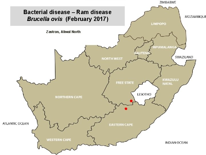 Bacterial disease – Ram disease Brucella ovis (February 2017) kjkjnmn Zastron, Aliwal North 