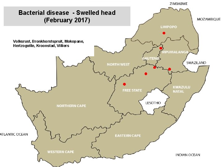 Bacterial disease - Swelled head (February 2017) kjkjnmn Volksrust, Bronkhorstspruit, Mokopane, Hertzogville, Kroonstad, Villiers