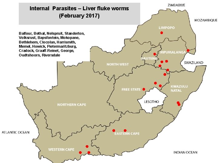 Internal Parasites – Liver fluke worms (February 2017) jkccff Balfour, Bethal, Nelspruit, Standerton, Volksrust,