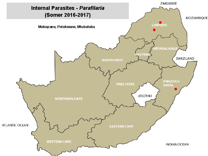 Internal Parasites - Parafilaria (Somer 2016 -2017) jkccff Mokopane, Polokwane, Mtuba 