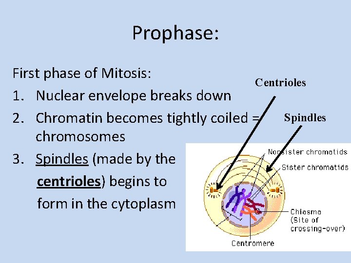 Mitosis H Biology Lane Tech What is the