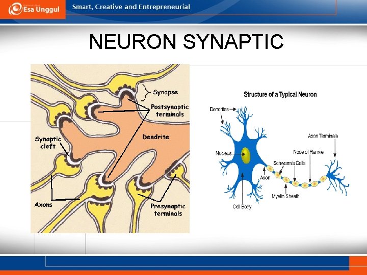 NEURON SYNAPTIC 