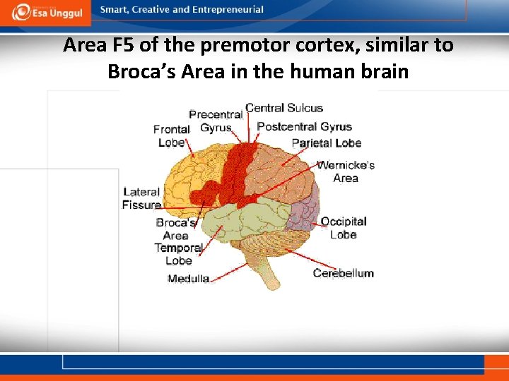 Area F 5 of the premotor cortex, similar to Broca’s Area in the human