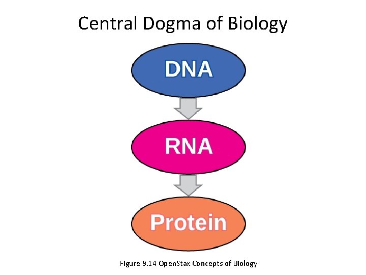 Central Dogma of Biology Figure 9. 14 Open. Stax Concepts of Biology 