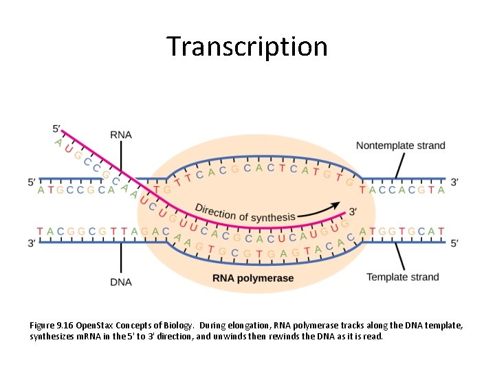 Transcription Figure 9. 16 Open. Stax Concepts of Biology. During elongation, RNA polymerase tracks