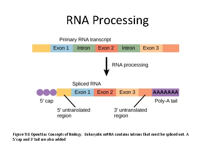 RNA Processing Figure 9. 8 Open. Stax Concepts of Biology. Eukaryotic m. RNA contains