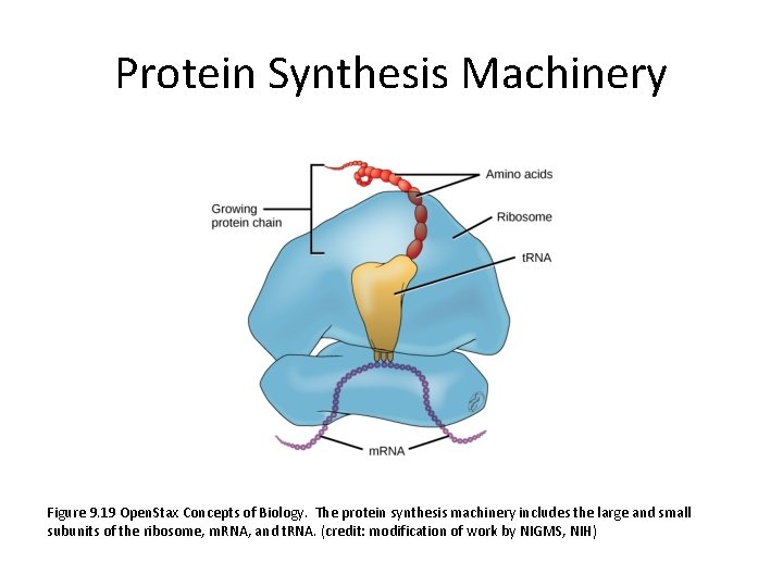 Protein Synthesis Machinery Figure 9. 19 Open. Stax Concepts of Biology. The protein synthesis