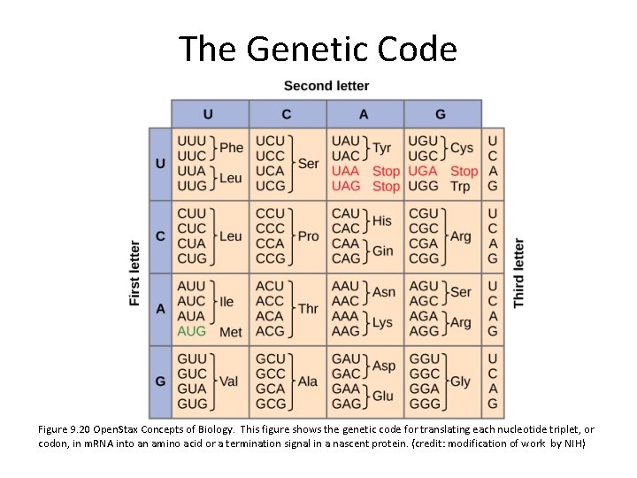 The Genetic Code Figure 9. 20 Open. Stax Concepts of Biology. This figure shows