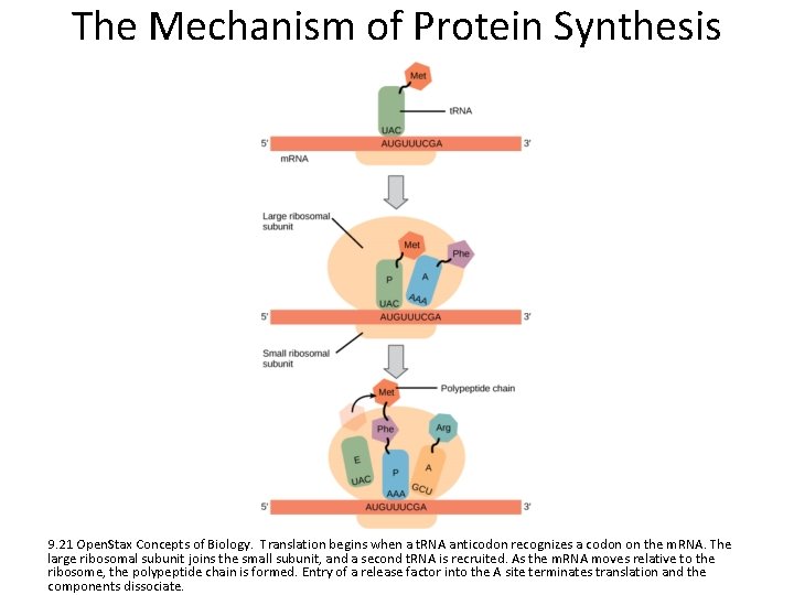The Mechanism of Protein Synthesis 9. 21 Open. Stax Concepts of Biology. Translation begins