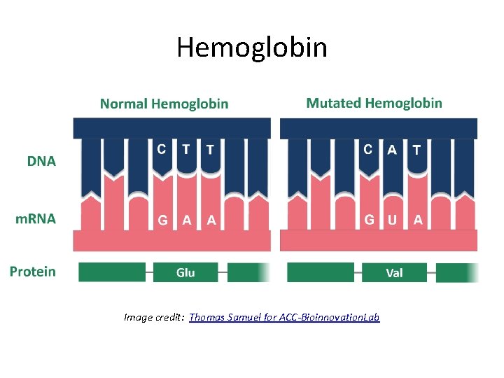 Hemoglobin Image credit: Thomas Samuel for ACC-Bioinnovation. Lab 