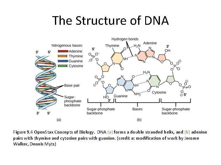 The Structure of DNA Figure 9. 4 Open. Stax Concepts of Biology. DNA (a)