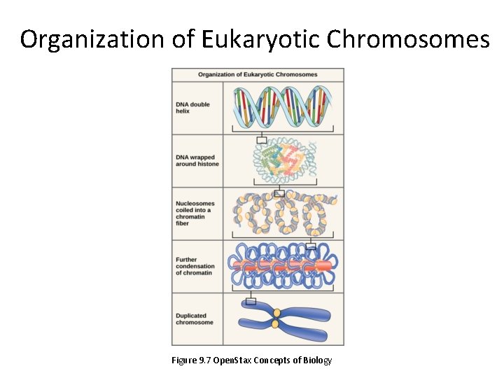  Organization of Eukaryotic Chromosomes Figure 9. 7 Open. Stax Concepts of Biology 