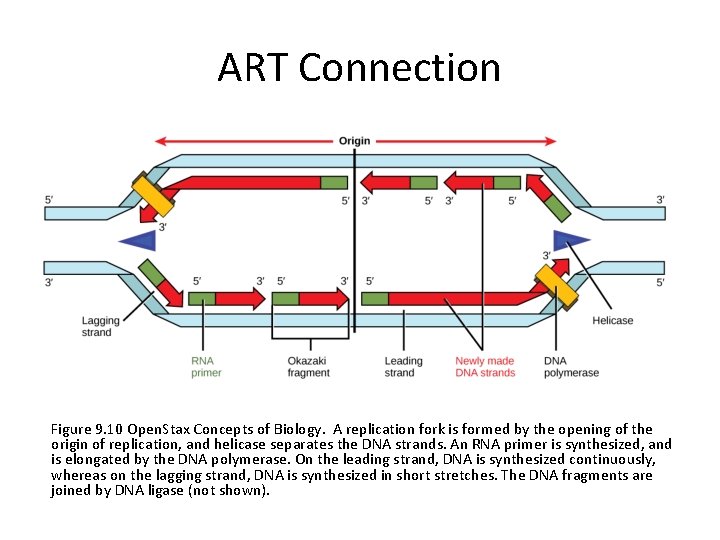 ART Connection Figure 9. 10 Open. Stax Concepts of Biology. A replication fork is